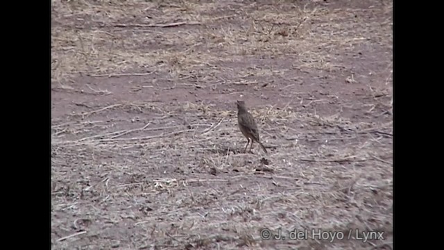 African Pipit (African) - ML201245421