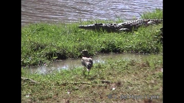 Water Thick-knee - ML201245431
