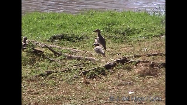 Water Thick-knee - ML201245441