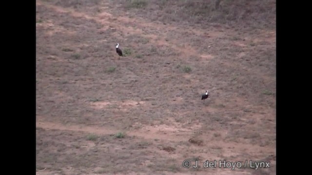 African Woolly-necked Stork - ML201245451