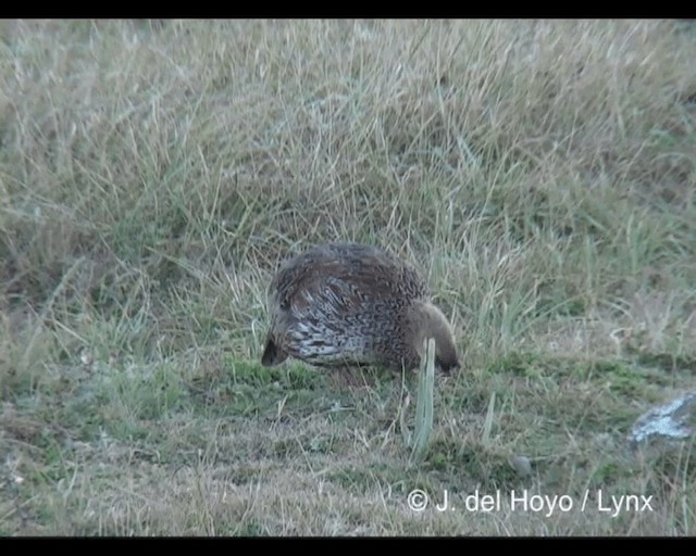 Francolin à cou roux (castaneicollis) - ML201245491