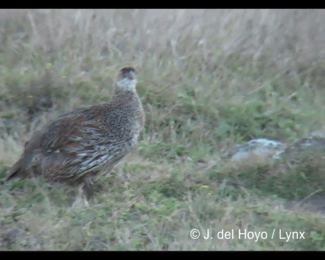 Chestnut-naped Spurfowl (Northern) - ML201245501