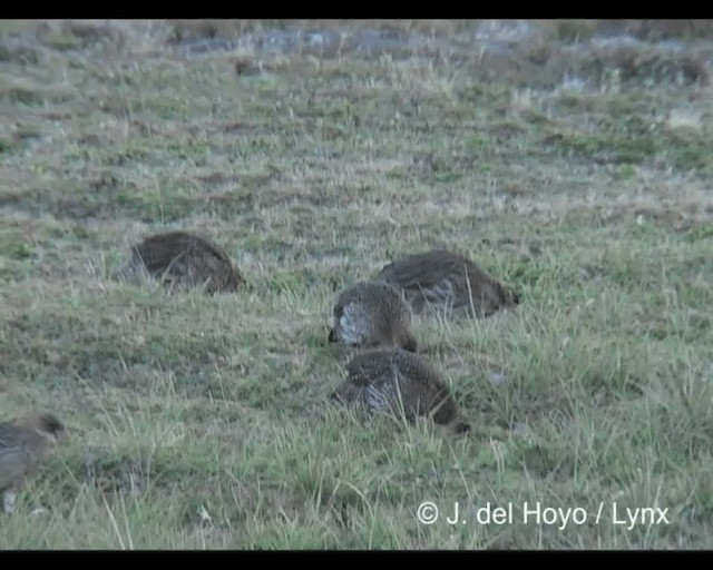 Braunnackenfrankolin (castaneicollis) - ML201245511