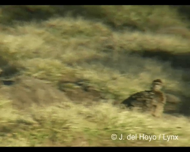 Moorland Francolin - ML201245521