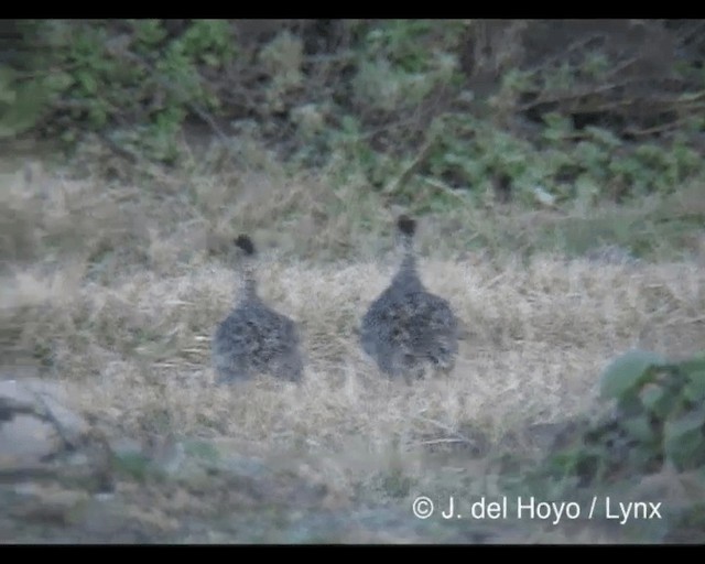 Francolin montagnard - ML201245531