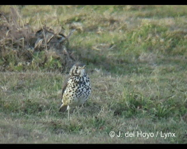 Ethiopian Thrush - ML201245571