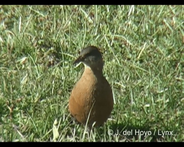 Rouget's Rail - ML201245581