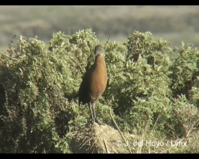 Rouget's Rail - ML201245591