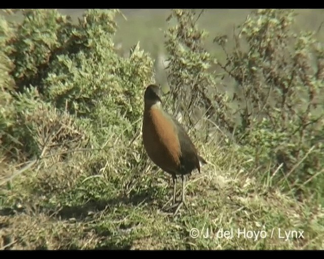 Rouget's Rail - ML201245601