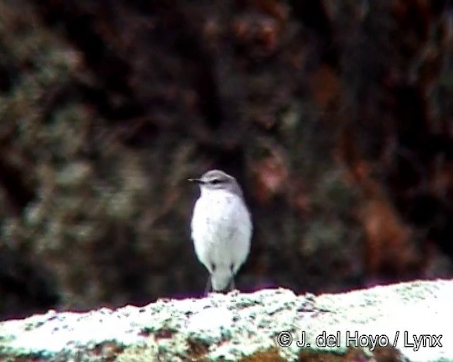 Dormilon gris - ML201245761