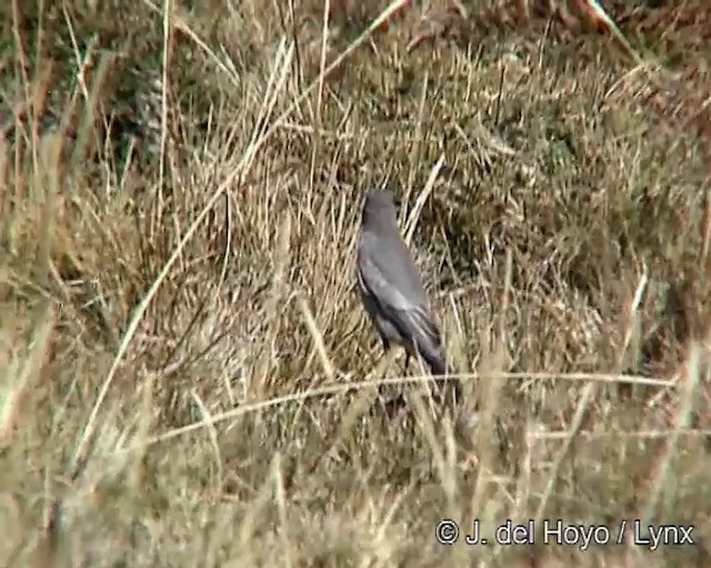 Dormilon gris - ML201245771