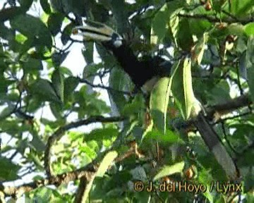 Oriental Pied-Hornbill - ML201245791