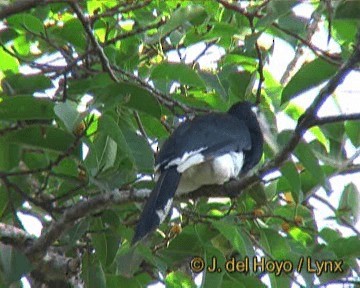 Oriental Pied-Hornbill - ML201245801