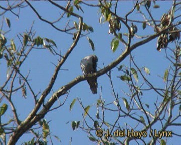 Mountain Imperial-Pigeon - ML201245841