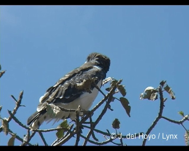 Schwarzbrust-Schlangenadler - ML201245901