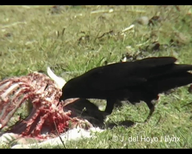 Somali Crow - ML201245941