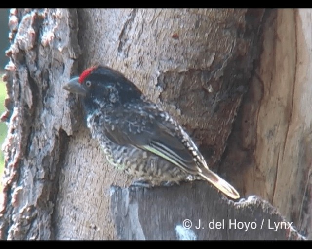 Banded Barbet - ML201245991