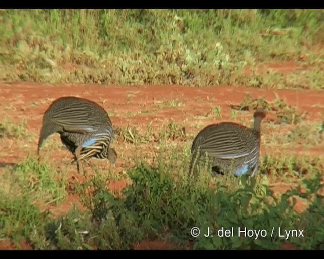 Vulturine Guineafowl - ML201246051