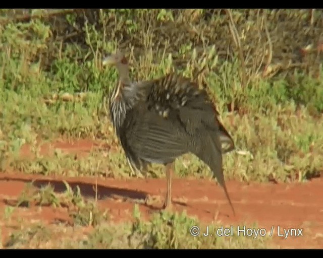 フサホロホロチョウ - ML201246061