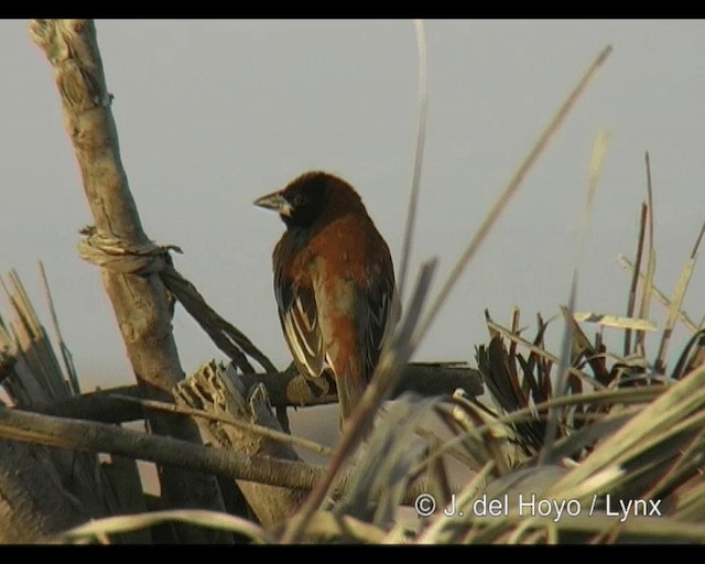 Ткачик каштановий (підвид rubiginosus) - ML201246081