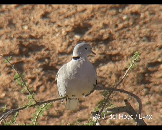 Ring-necked Dove - ML201246221