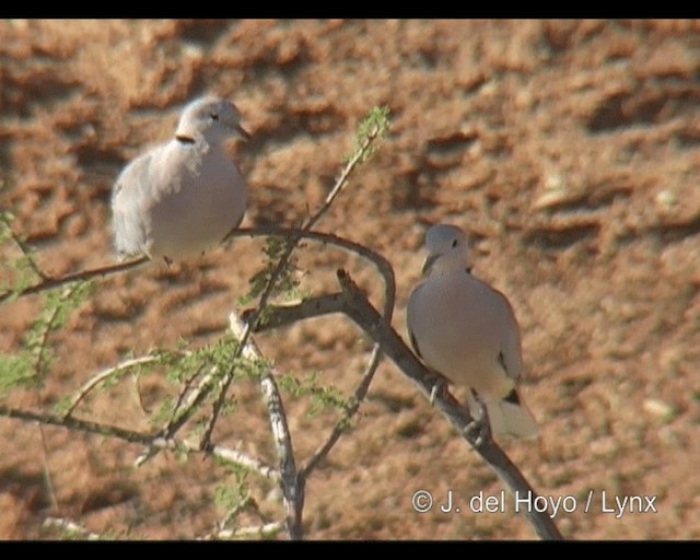 Ring-necked Dove - ML201246231