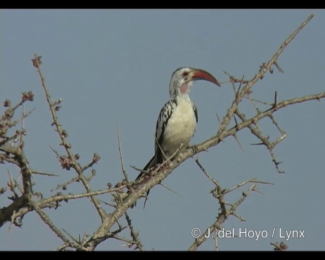 Kuzeyli Kırmızı Gagalı Boynuzgaga - ML201246251