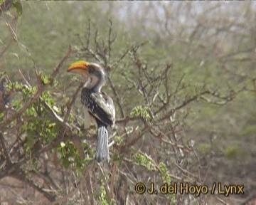 Eastern Yellow-billed Hornbill - ML201246261