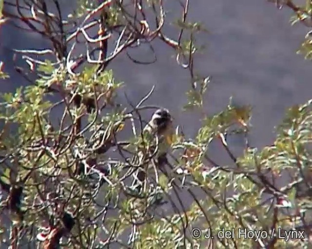 Plain-tailed Warbling Finch - ML201246281