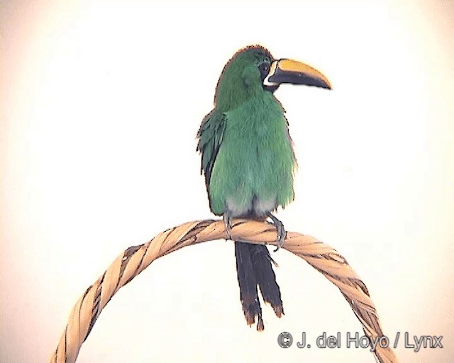 ミナミキバシミドリチュウハシ（atrogularis／dimidiatus） - ML201246331