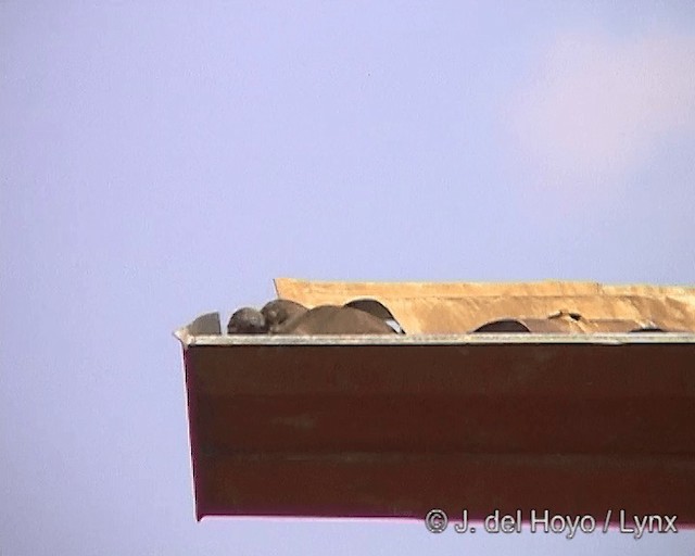 Picui Ground Dove - ML201246341