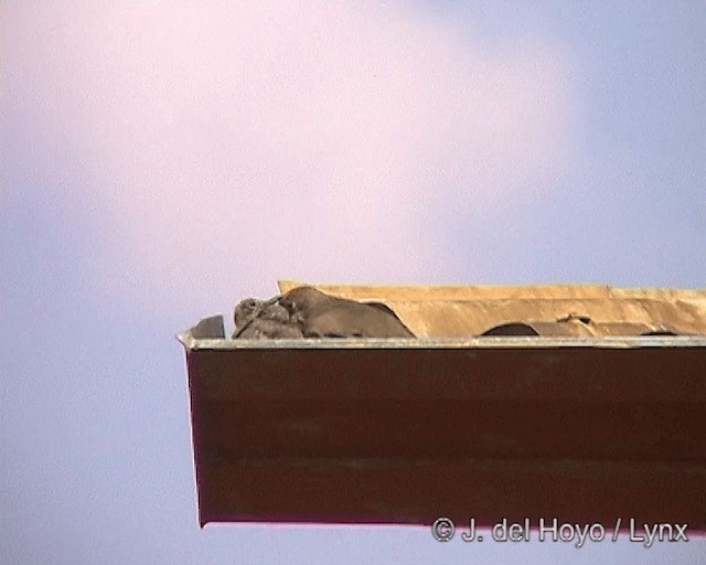 Picui Ground Dove - ML201246351