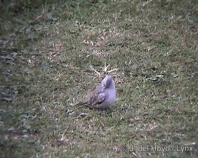 Picui Ground Dove - ML201246361