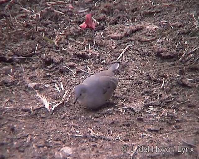 Picui Ground Dove - ML201246371