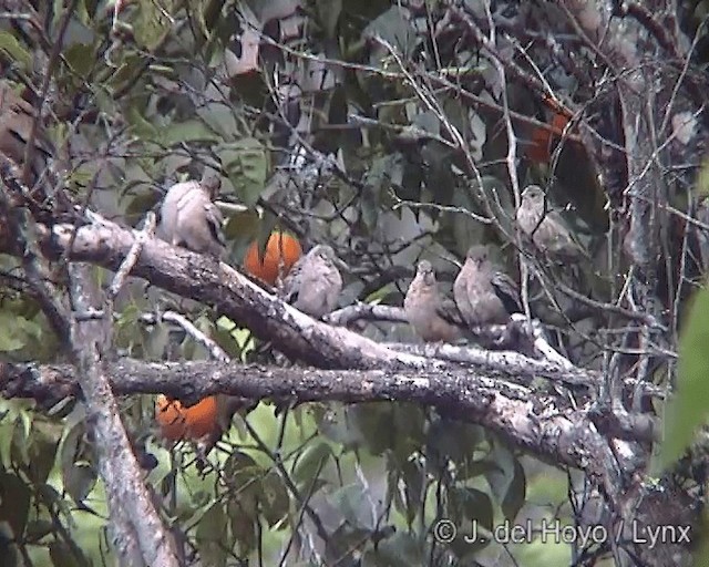 Picui Ground Dove - ML201246381