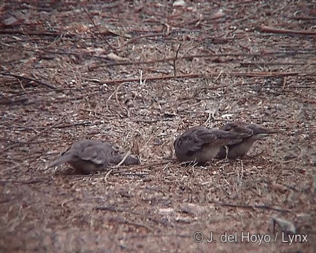 Picui Ground Dove - ML201246391