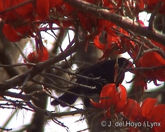 Giant Cowbird - ML201246451