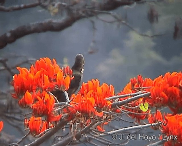 Dusky-green Oropendola - ML201246481