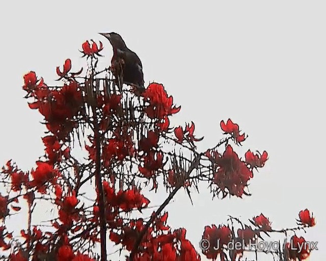 Dusky-green Oropendola - ML201246491