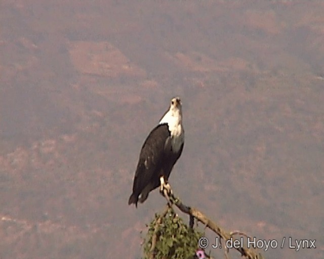 Schreiseeadler - ML201246661