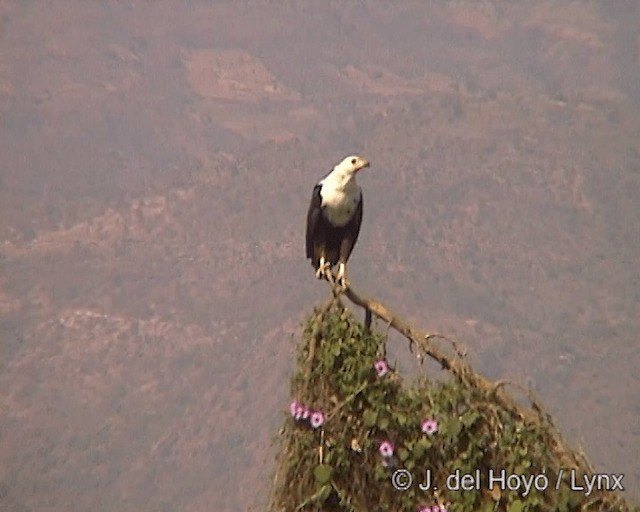 African Fish-Eagle - ML201246671