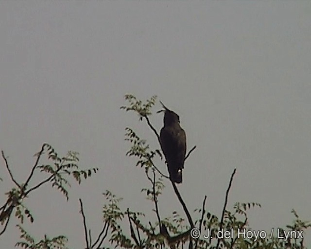 Long-crested Eagle - ML201246721