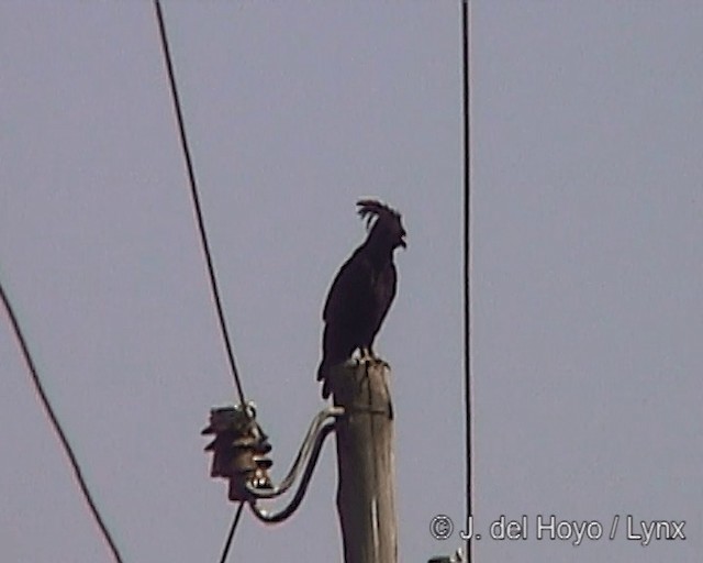 Long-crested Eagle - ML201246731