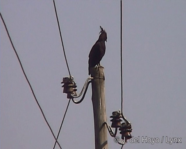 Long-crested Eagle - ML201246741