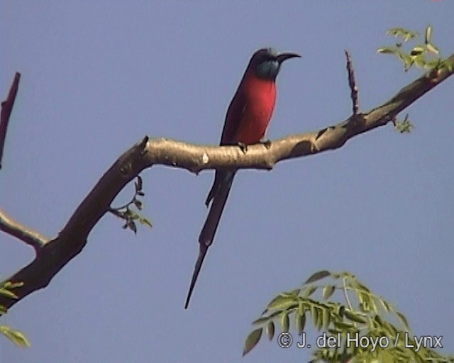 Northern Carmine Bee-eater - ML201246751