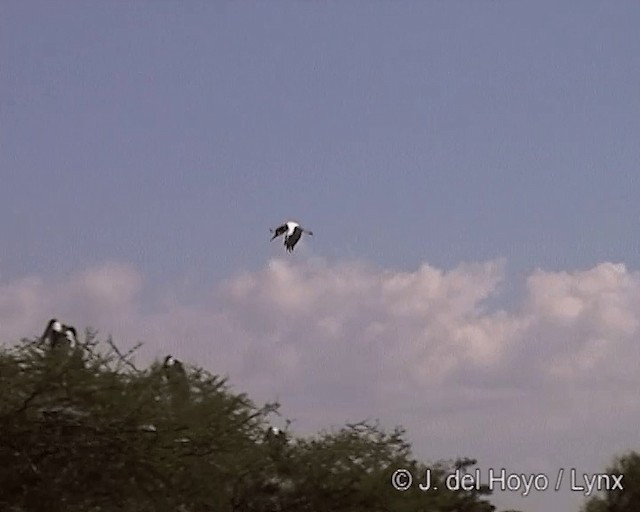 Yellow-billed Stork - ML201246761