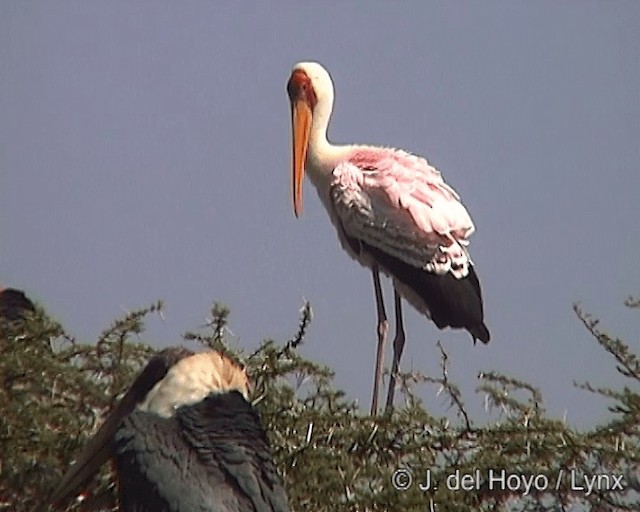 Yellow-billed Stork - ML201246771