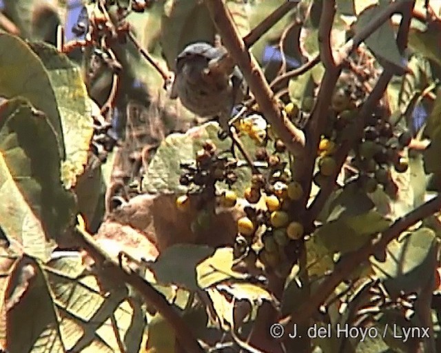 Pájaro Ratón Nuquiazul - ML201246781