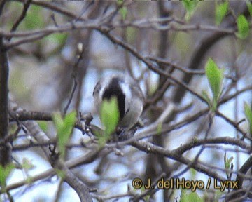 Black-capped Chickadee - ML201246841