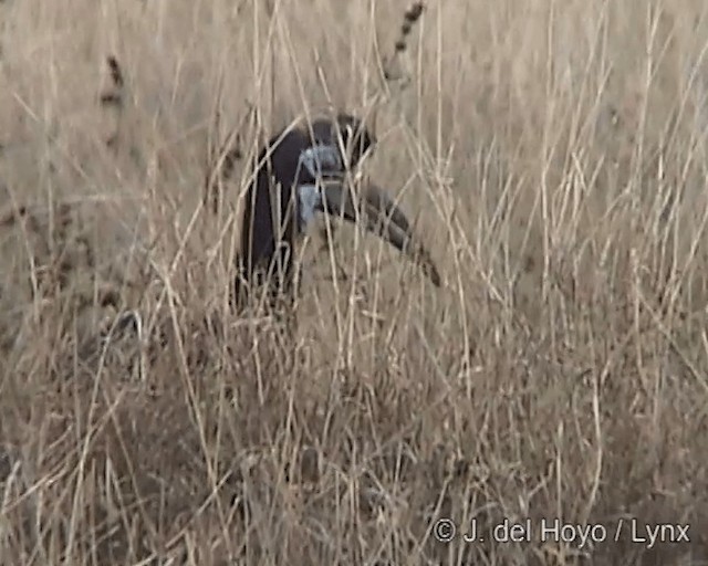 Abyssinian Ground-Hornbill - ML201246901